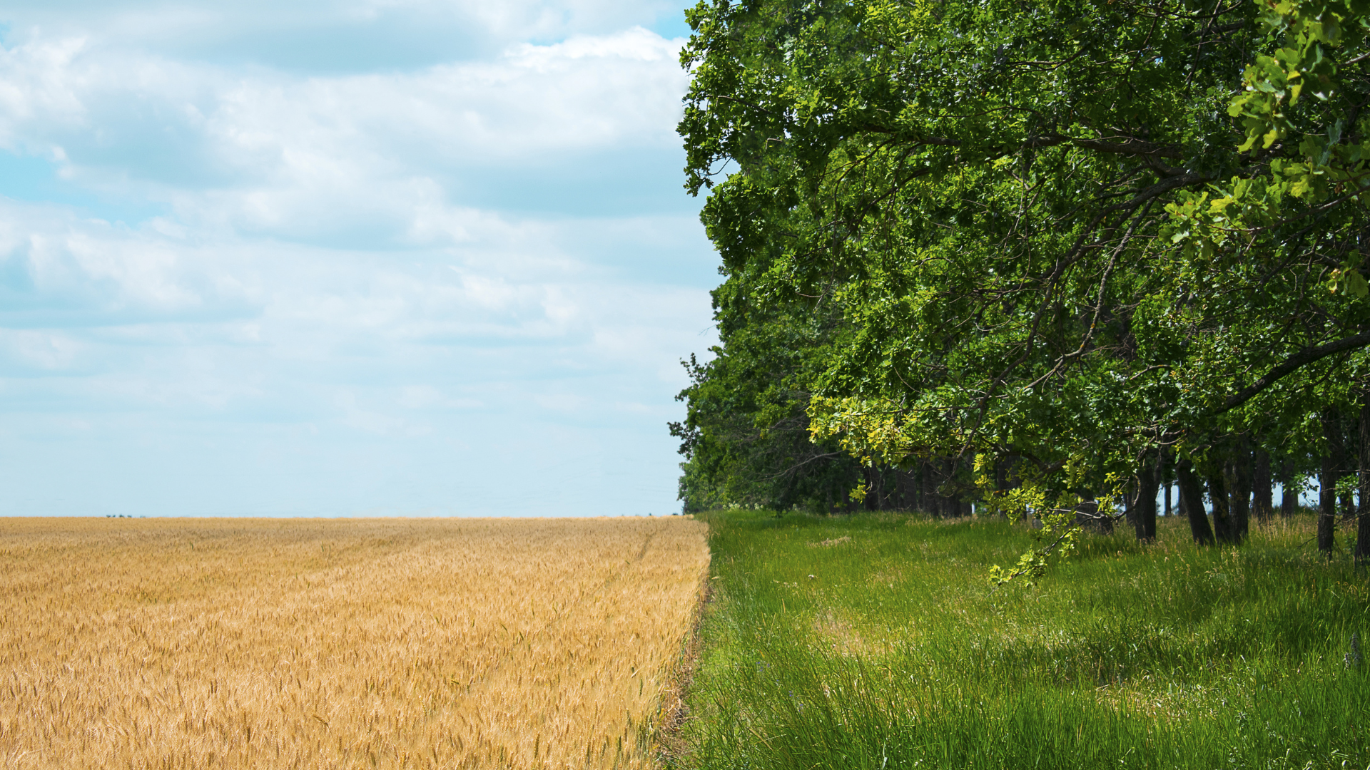 What's the difference between Organic and Regenerative Farming?