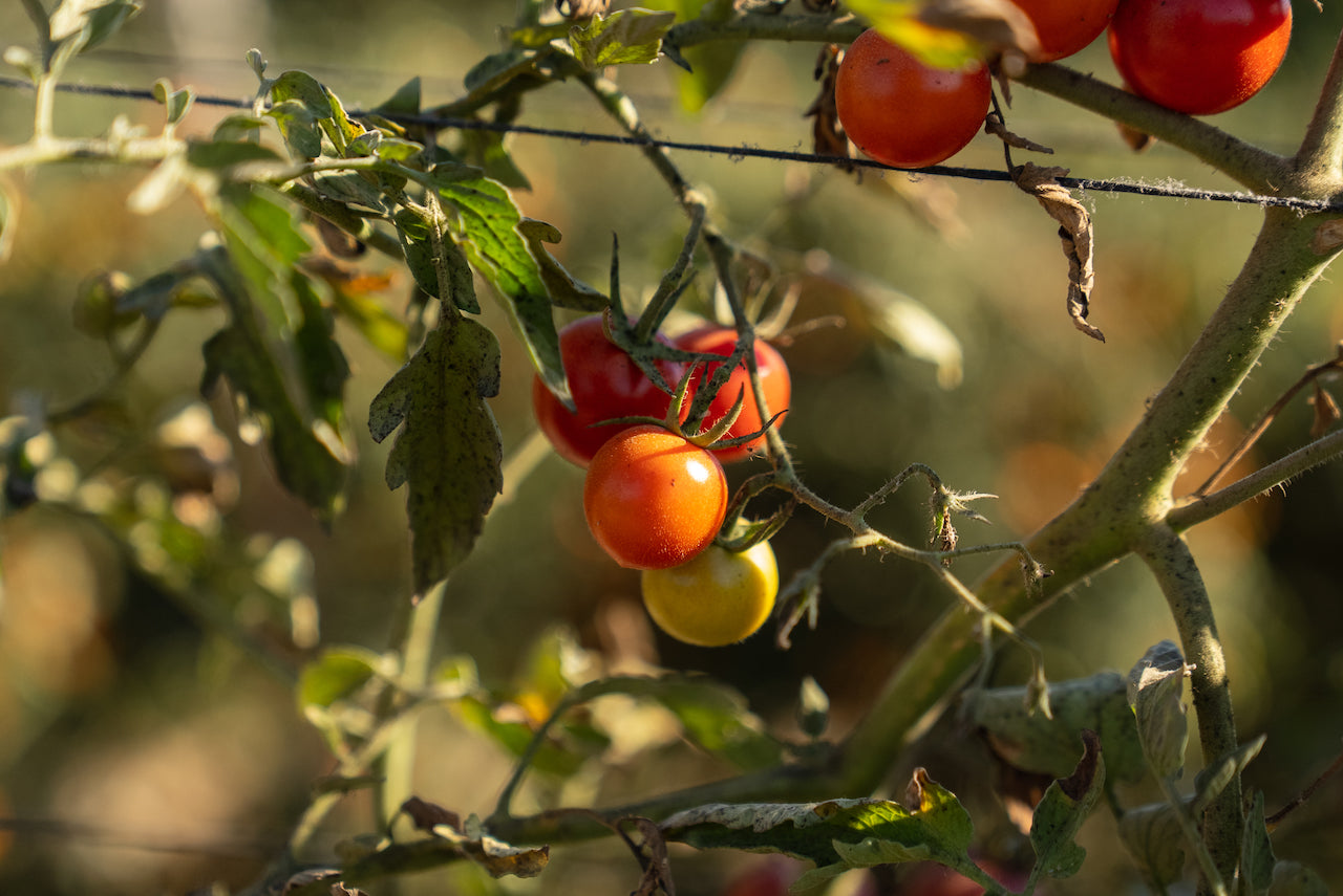 The Evolving Nature Of Farm-To-Table