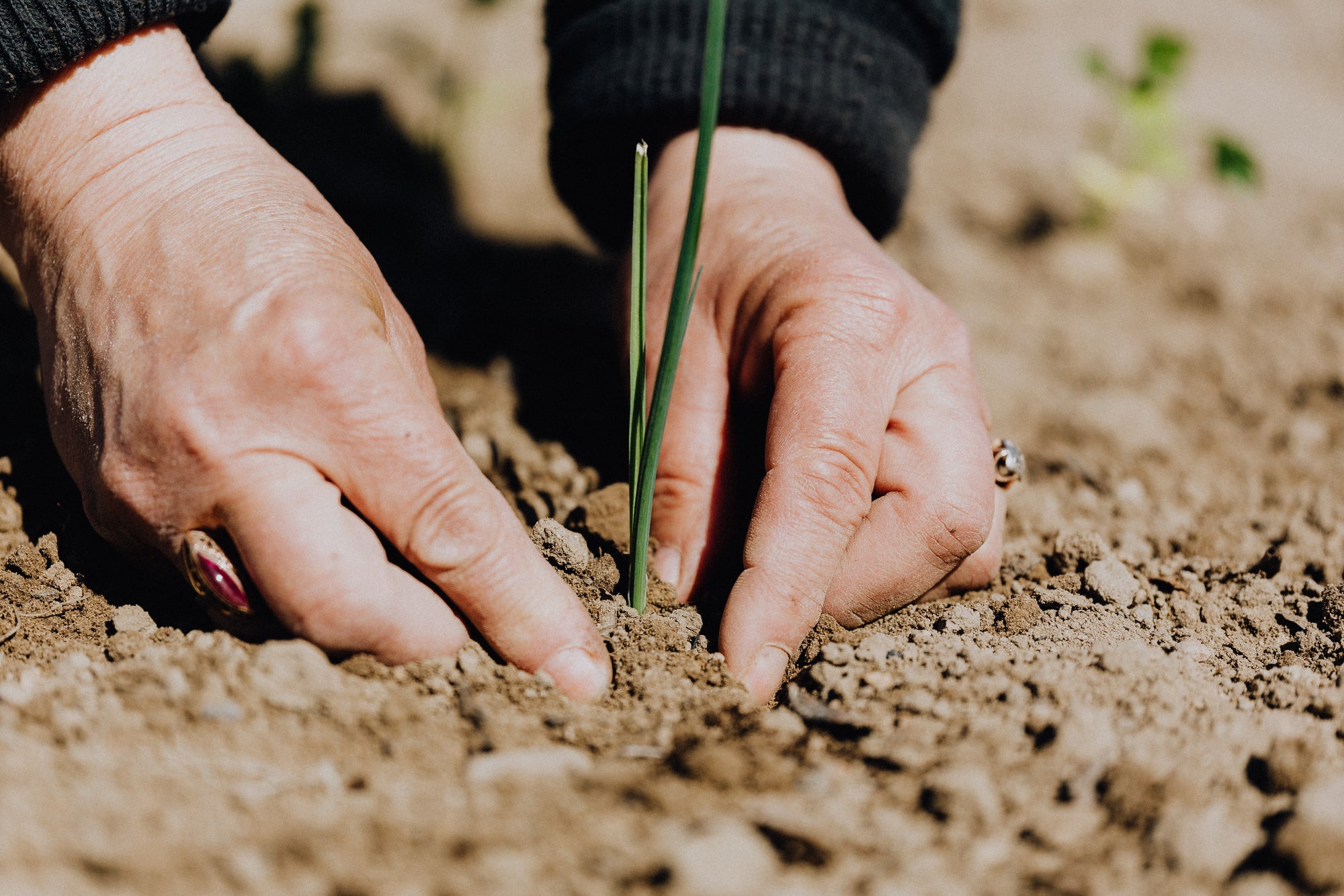 Why You Should Make Eating Local Your Resolution This Year