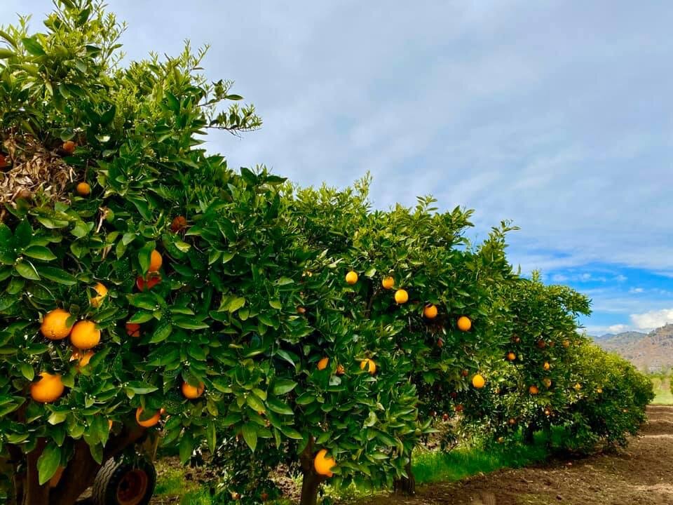 McFarlin Family Farms