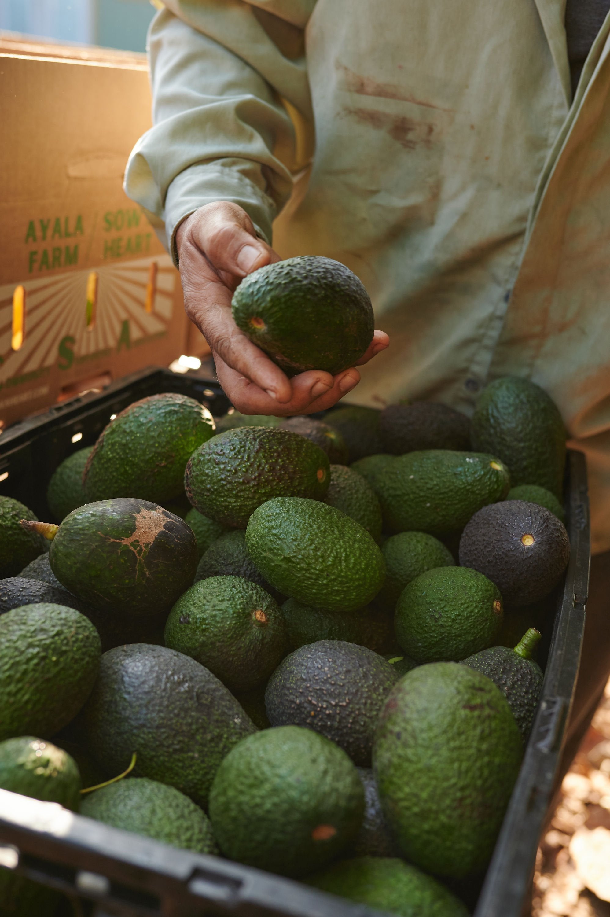 Organic California Avocado Box