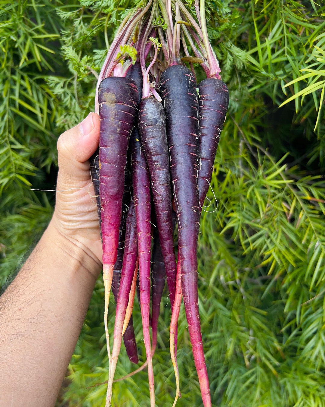 Regenerative Carrots